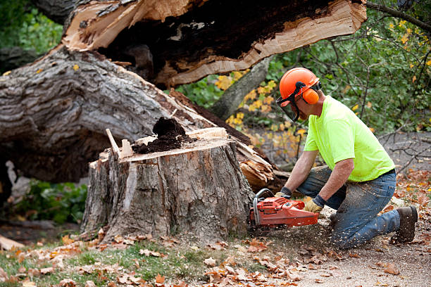 Best Root Management and Removal  in Hornsby Bend, TX