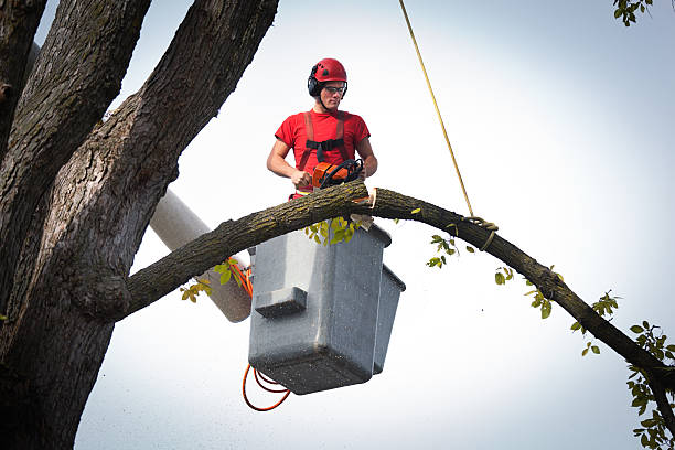 Best Commercial Tree Services  in Hornsby Bend, TX